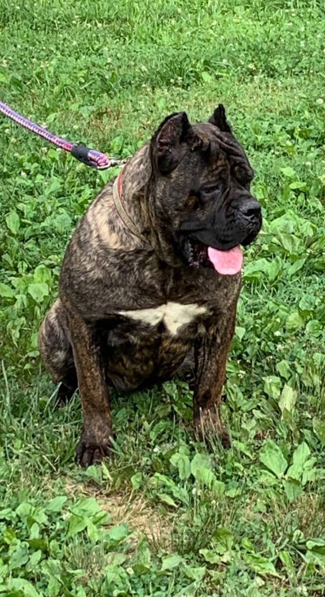Cane Corso Puppies media 7