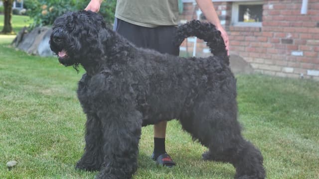 Black Russian Terrier Puppies media 3