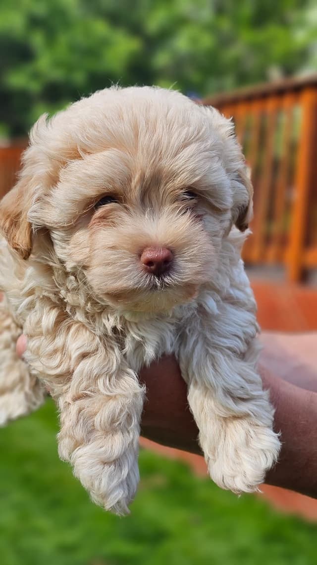 Russian Tsvetnaya Bolonka Puppies media 7