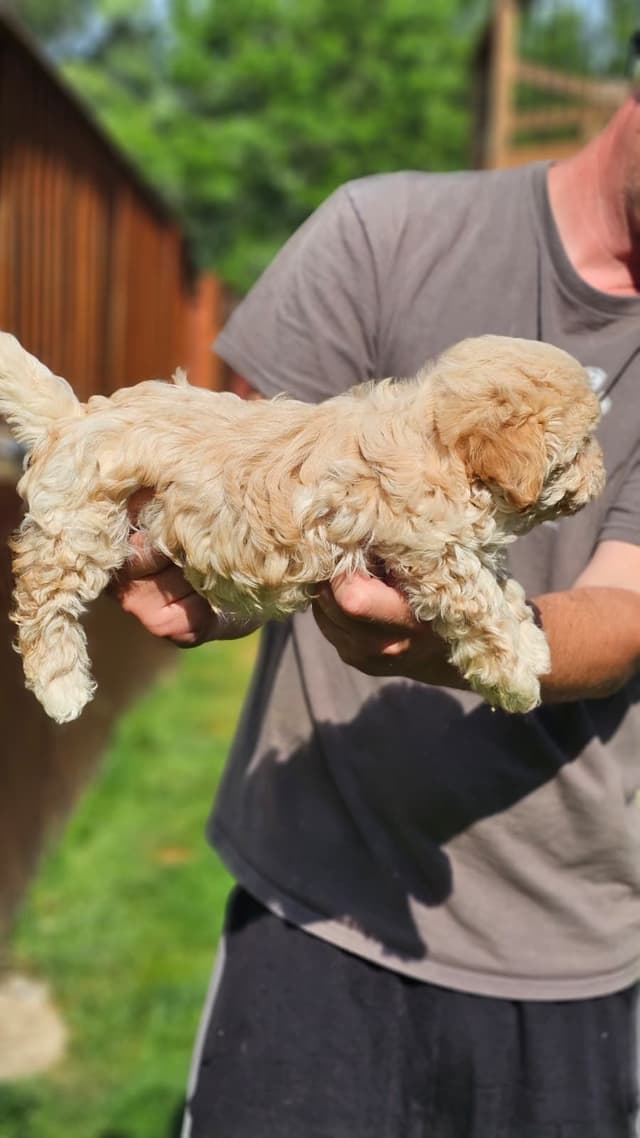 Russian Tsvetnaya Bolonka Puppies media 6