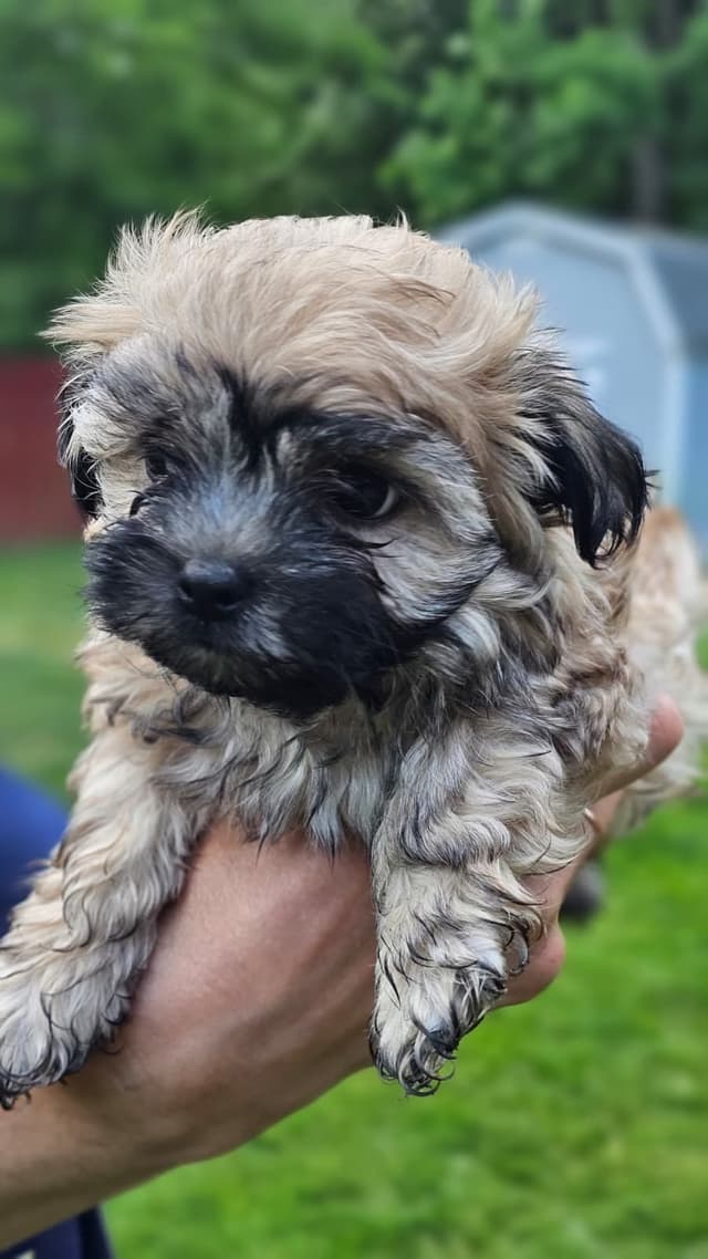 Russian Tsvetnaya Bolonka Puppies media 8
