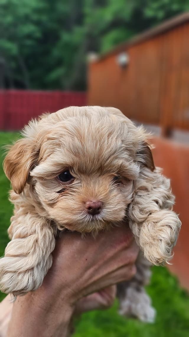 Russian Tsvetnaya Bolonka Puppies media 9