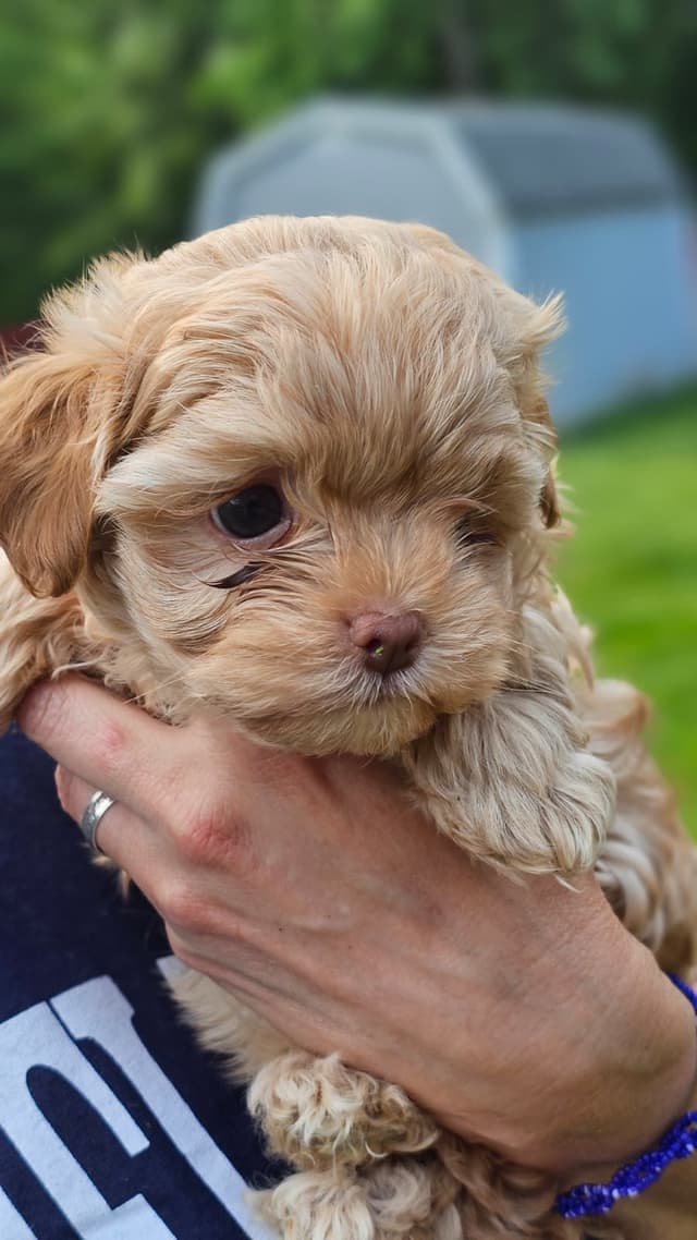 Russian Tsvetnaya Bolonka Puppies media 10