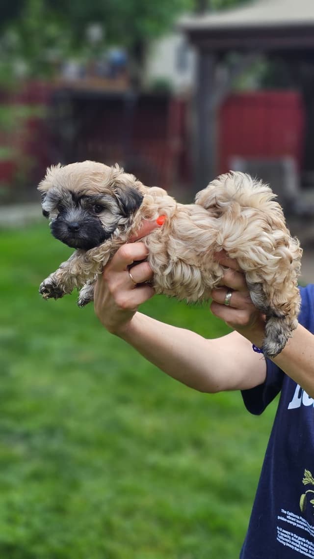 Russian Tsvetnaya Bolonka Puppies media 11