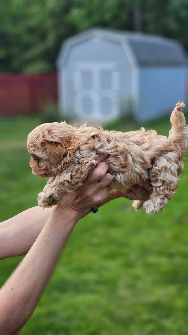 Russian Tsvetnaya Bolonka Puppies media 12