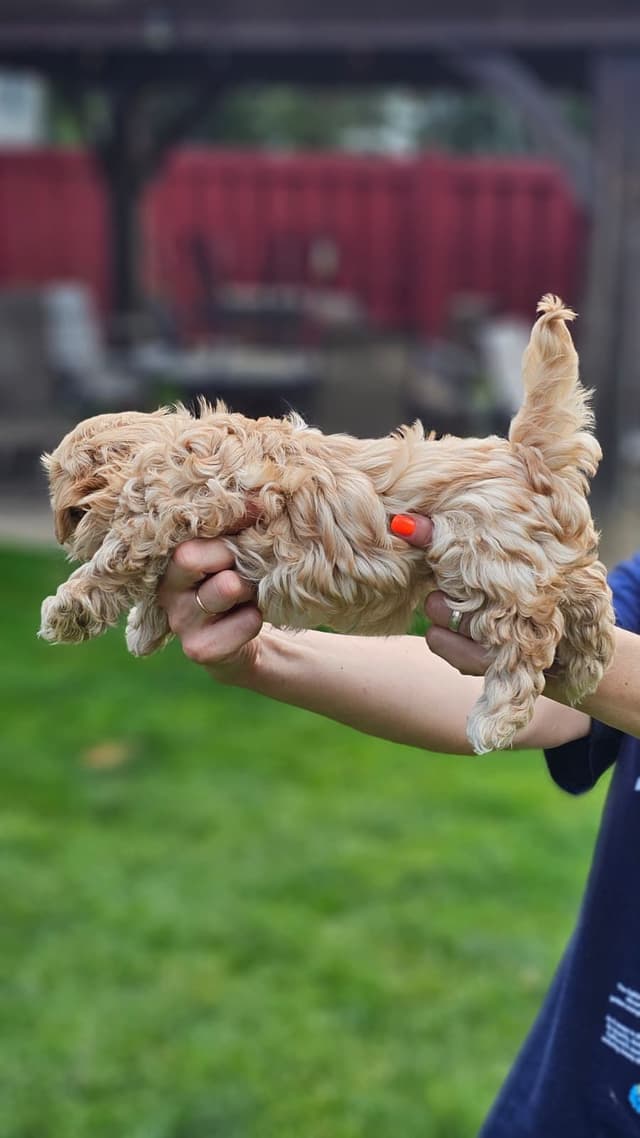 Russian Tsvetnaya Bolonka Puppies media 13