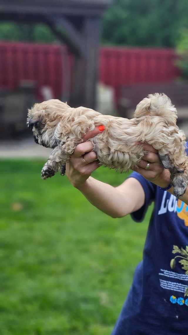 Russian Tsvetnaya Bolonka Puppies media 15