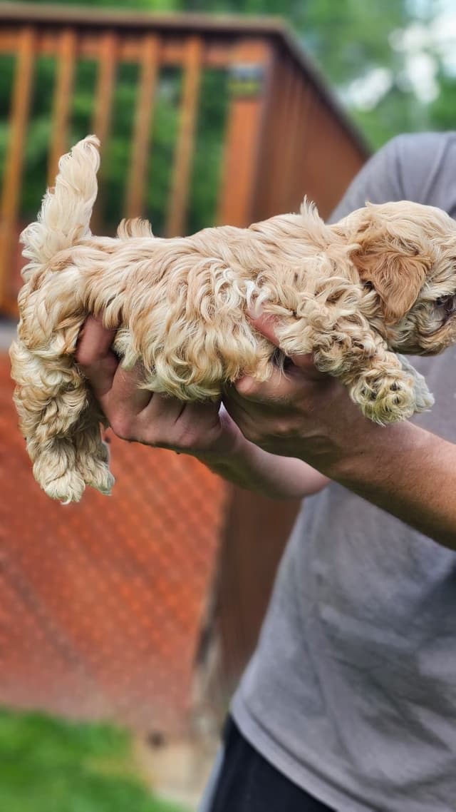 Russian Tsvetnaya Bolonka Puppies media 14