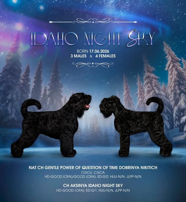 Black Russian Terrier Puppies media 4