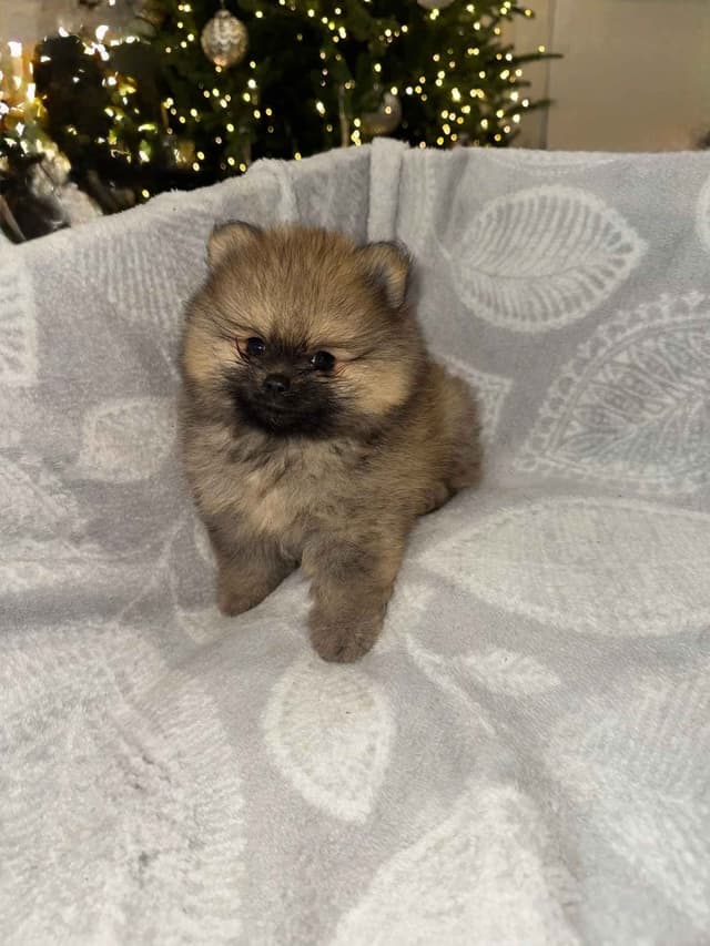 Pomeranian Puppies media 2