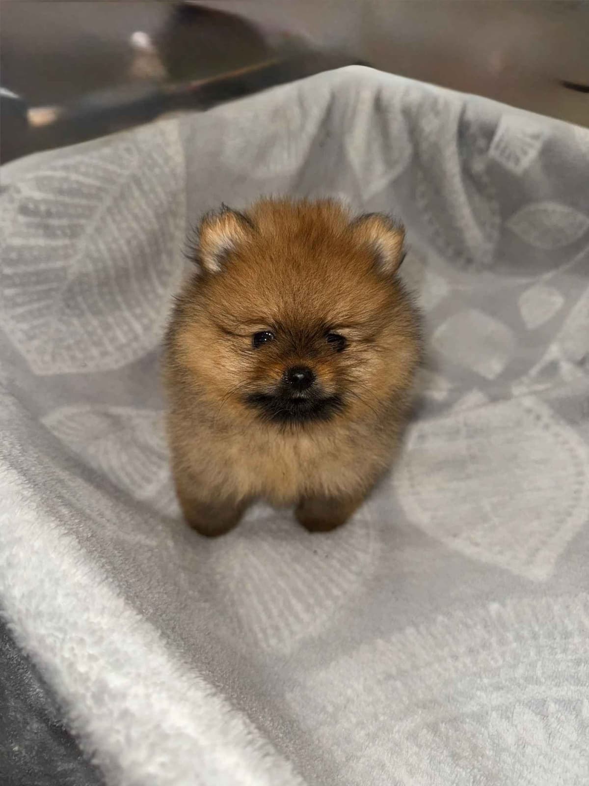 Pomeranian Puppies breeder image 1