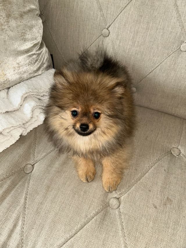 Pomeranian Puppies media 2