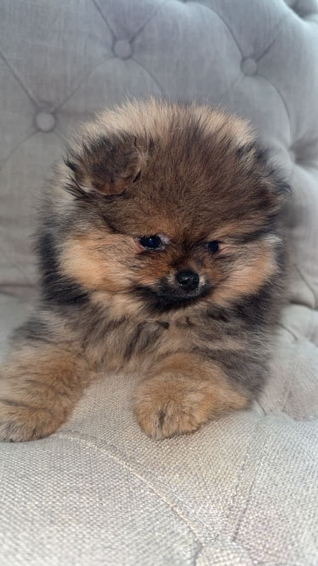 Pomeranian Puppies media 2