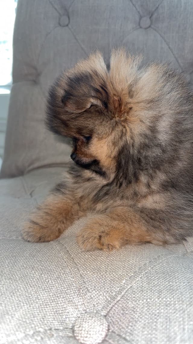 Pomeranian Puppies media 4