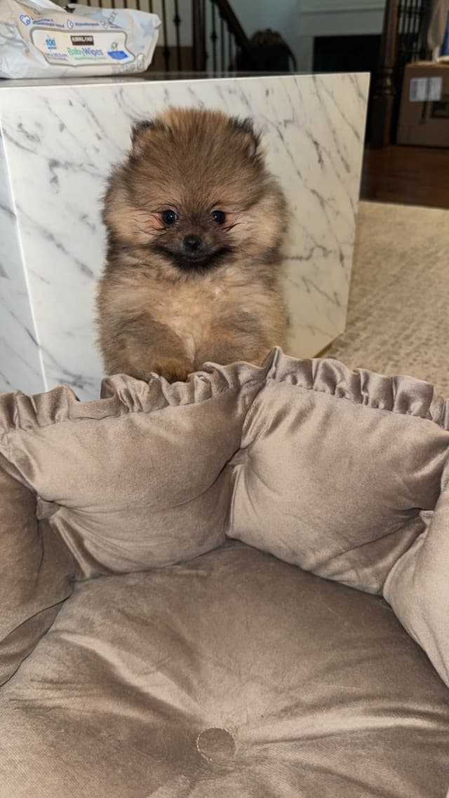 Pomeranian Puppies media 3