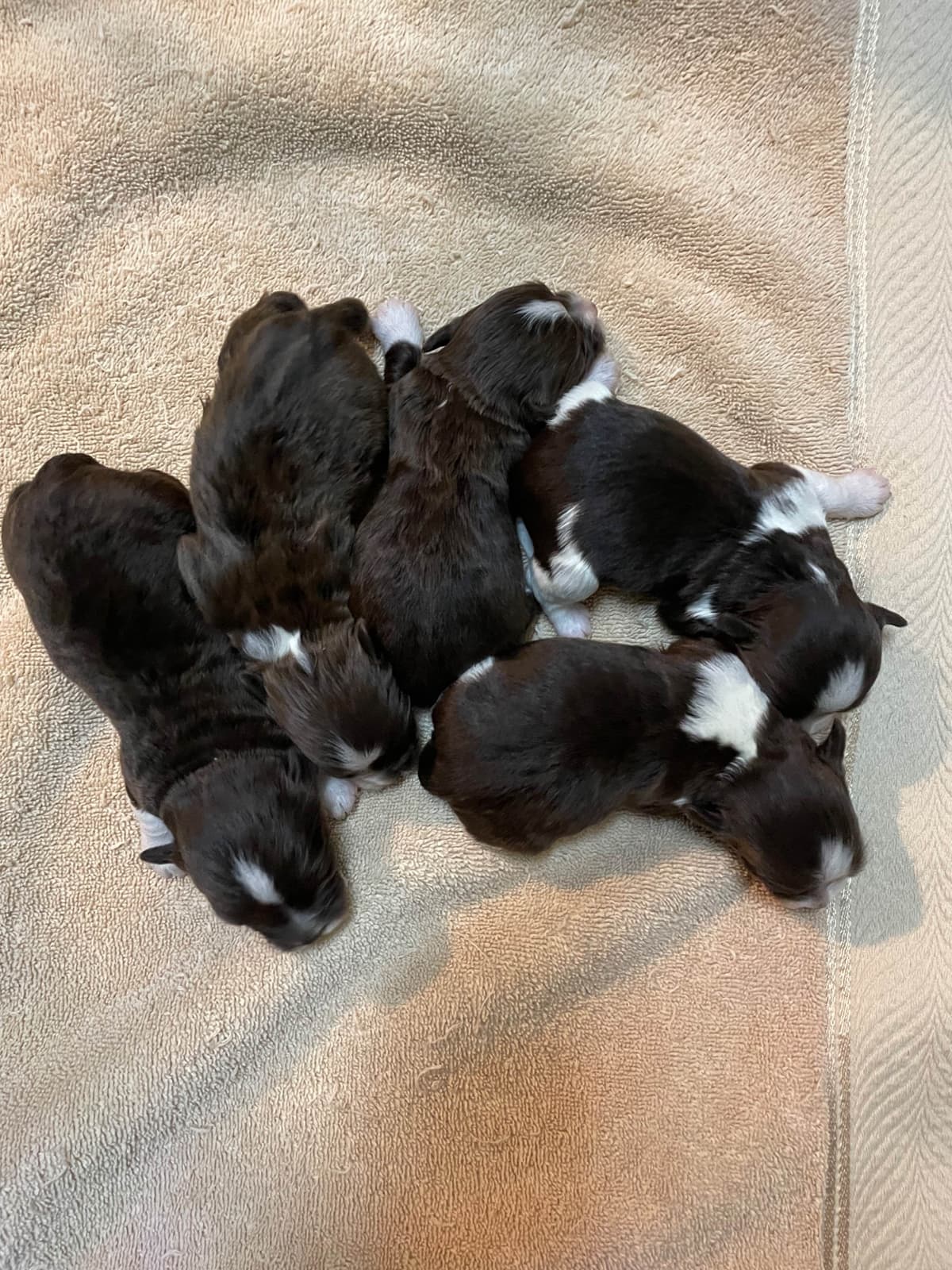 Havanese Puppies breeder image 1
