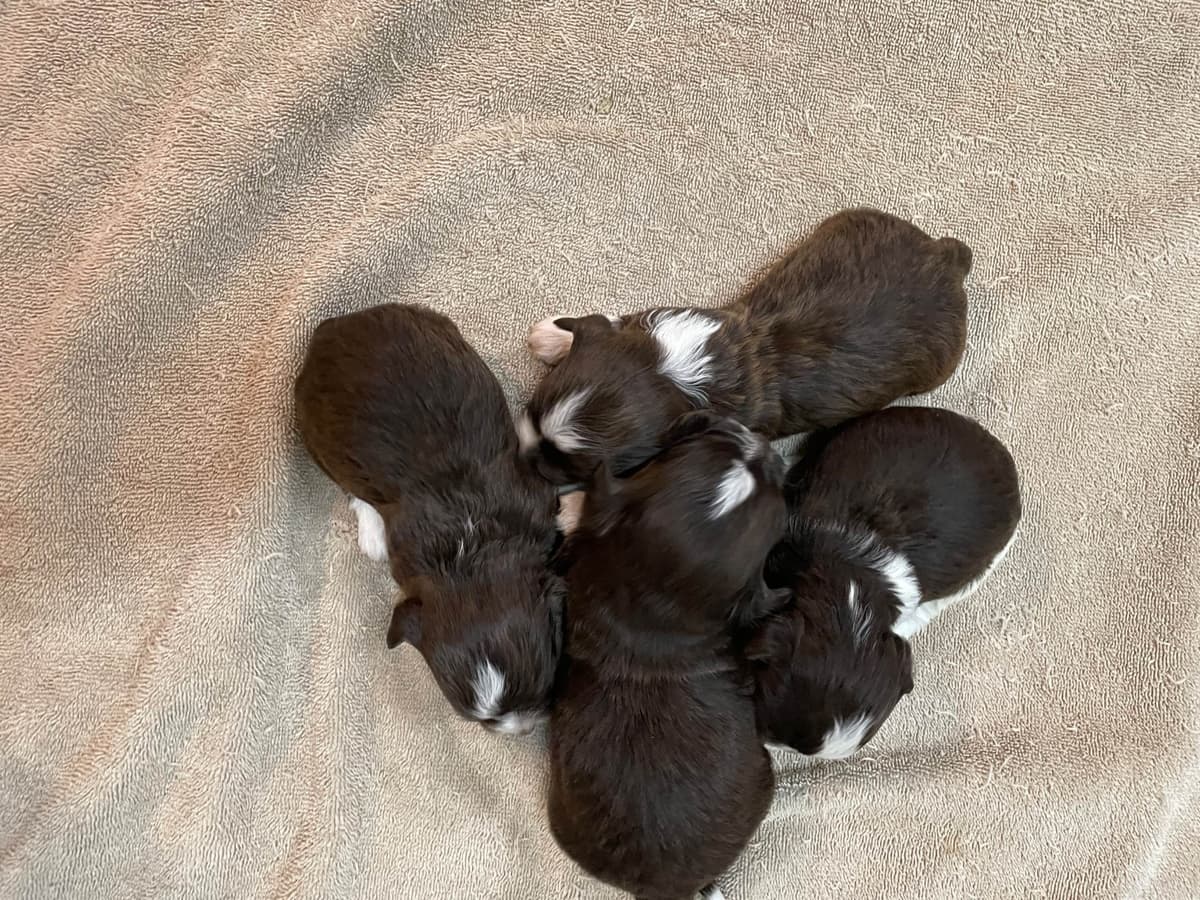 Havanese Puppies breeder image 2