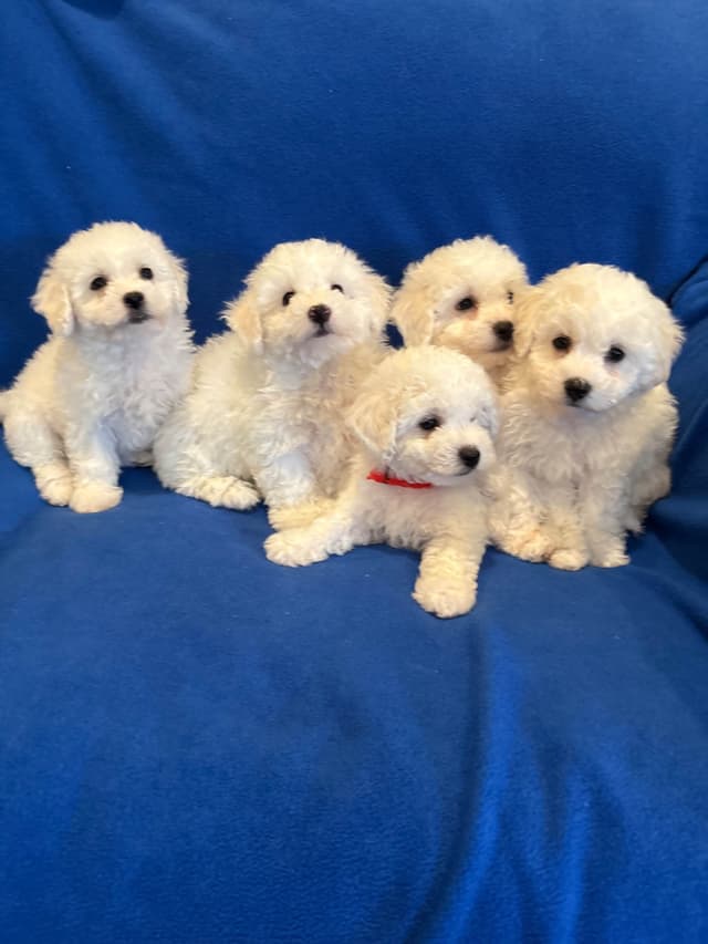 Bichon Frise Puppies media 2