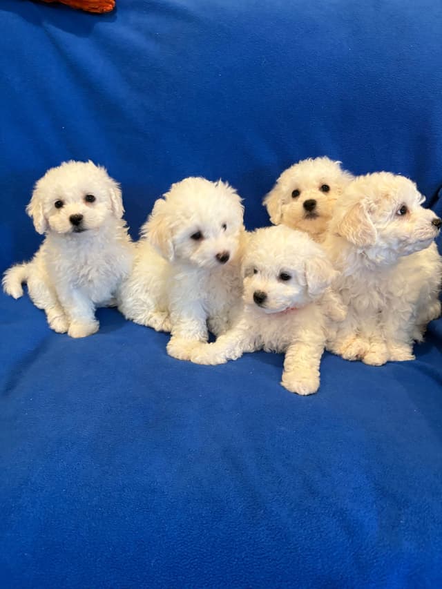 Bichon Frise Puppies media 3
