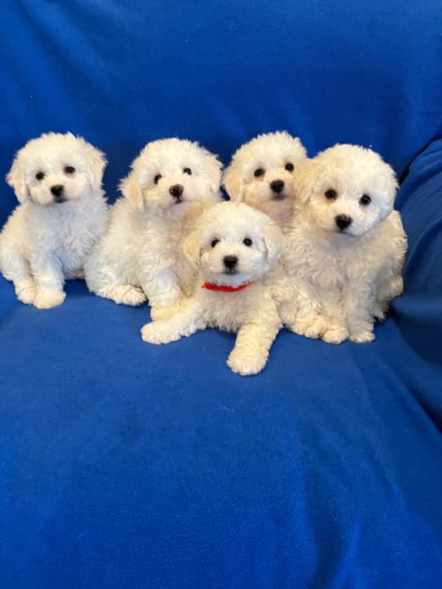 Bichon Frise Puppies media 5