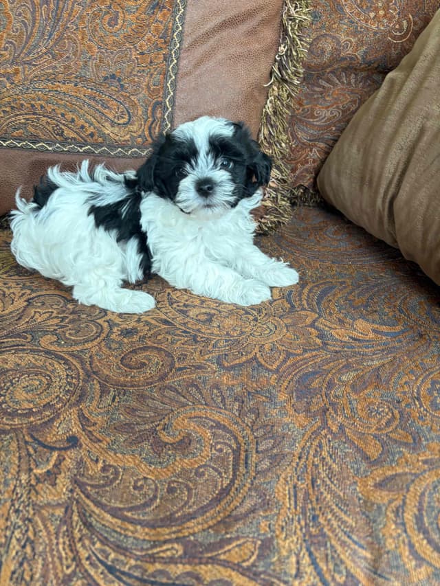 Havanese Puppies media 3