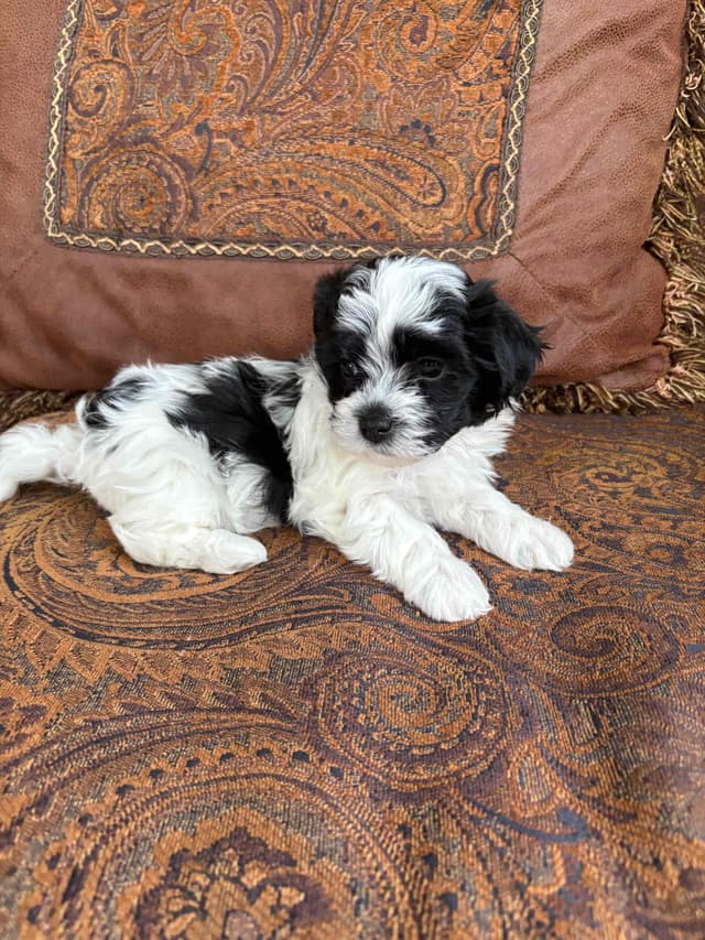 Havanese Puppies media 2