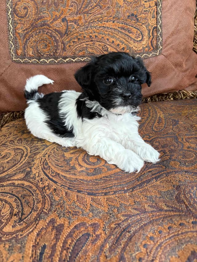 Havanese Puppies media 4