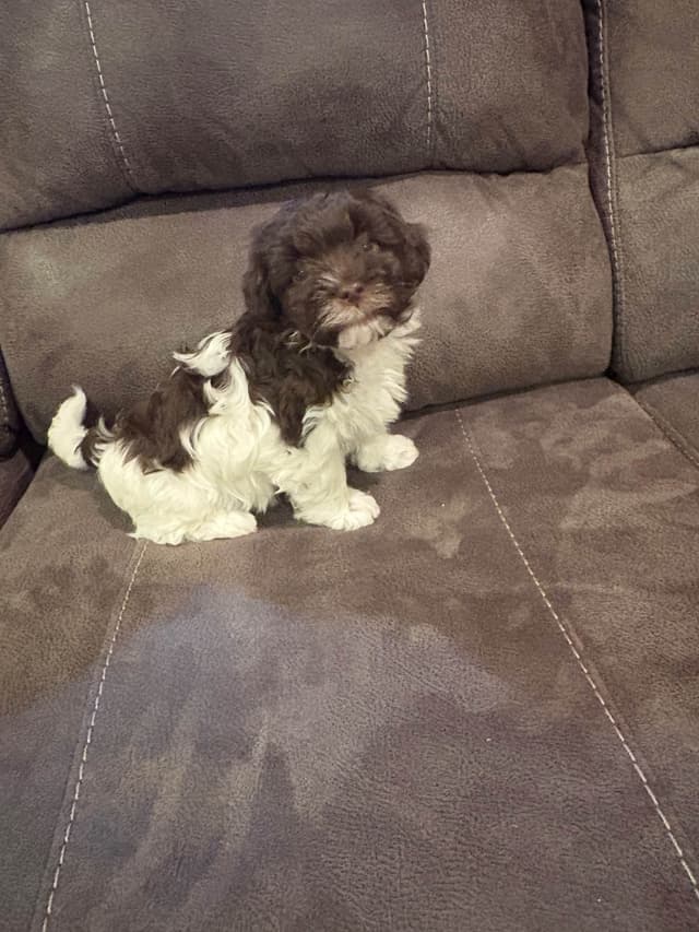 Havanese Puppies media 5