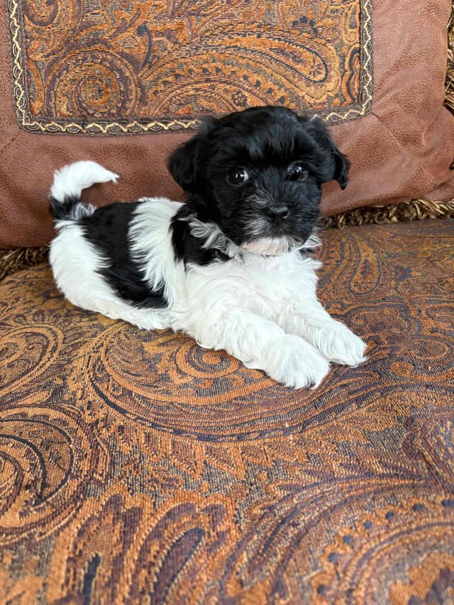 Havanese Puppies media 6