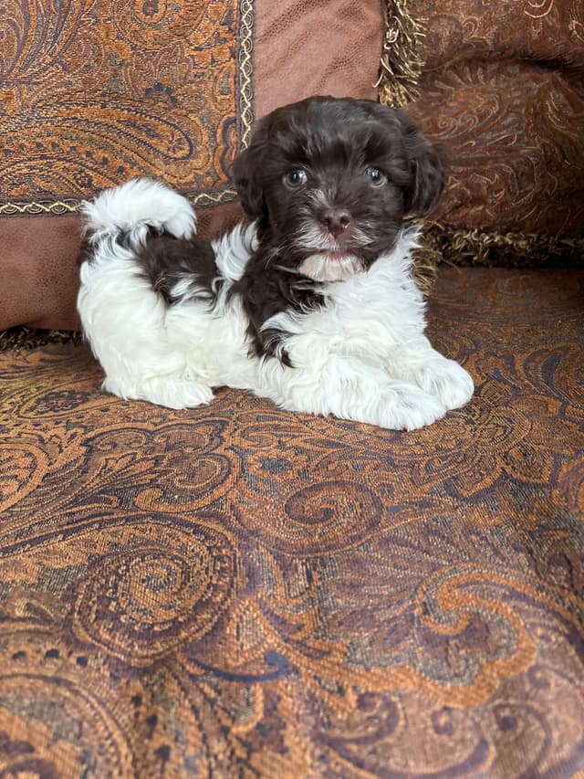 Havanese Puppies media 7