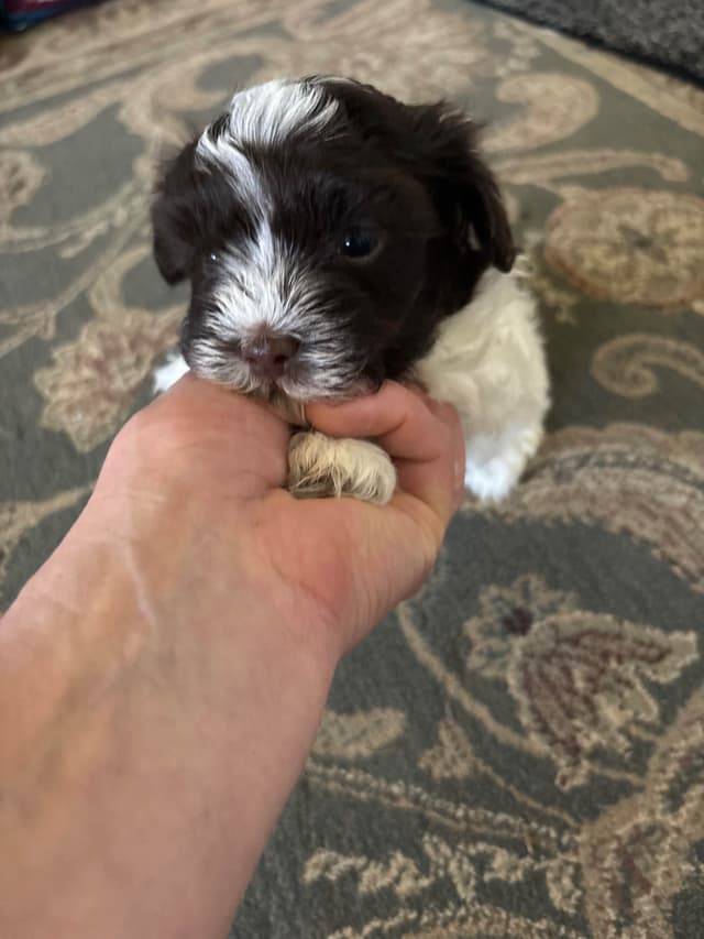 Havanese Puppies media 3