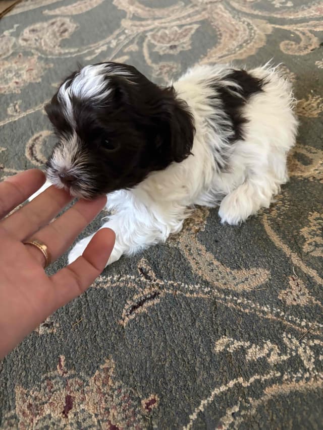 Havanese Puppies media 2