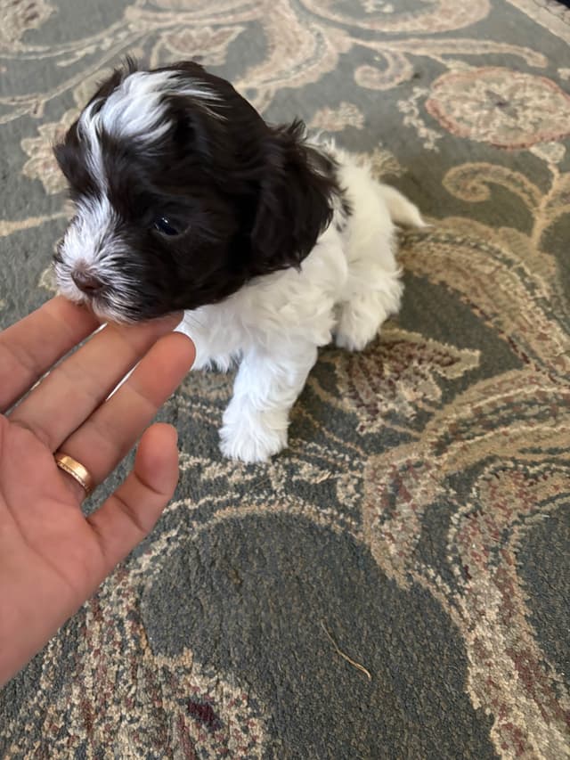 Havanese Puppies media 4