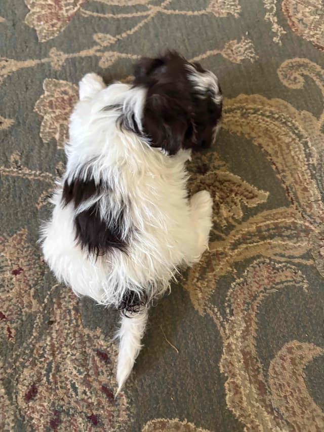Havanese Puppies media 6