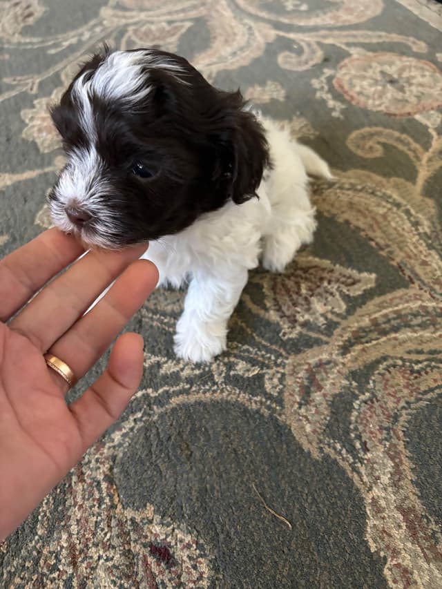 Havanese Puppies media 8