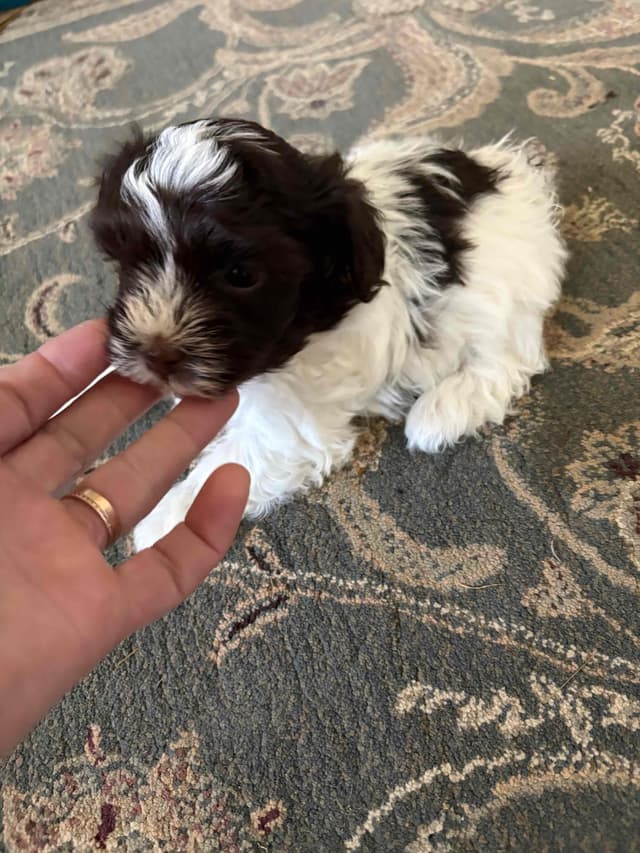 Havanese Puppies media 5