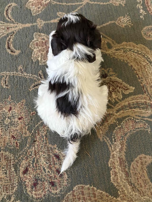 Havanese Puppies media 7