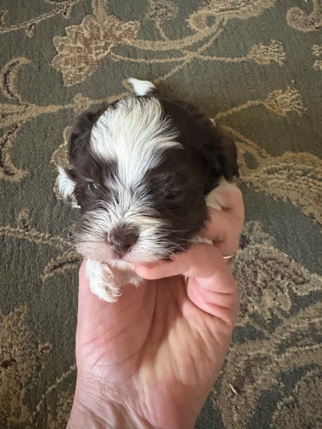 Havanese Puppies media 5