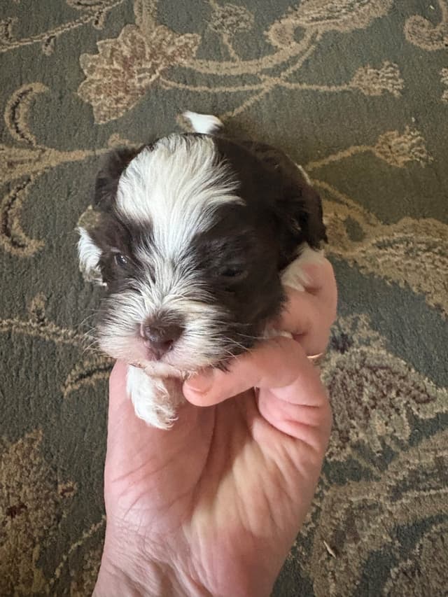 Havanese Puppies media 3