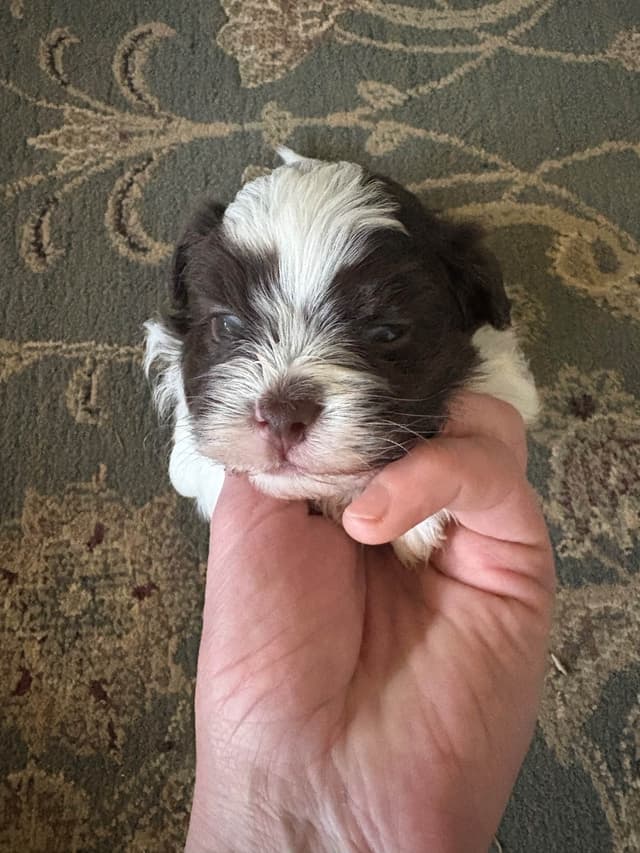 Havanese Puppies media 4