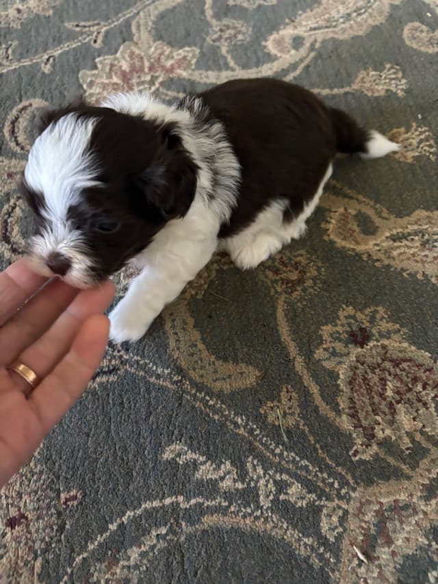 Havanese Puppies media 6