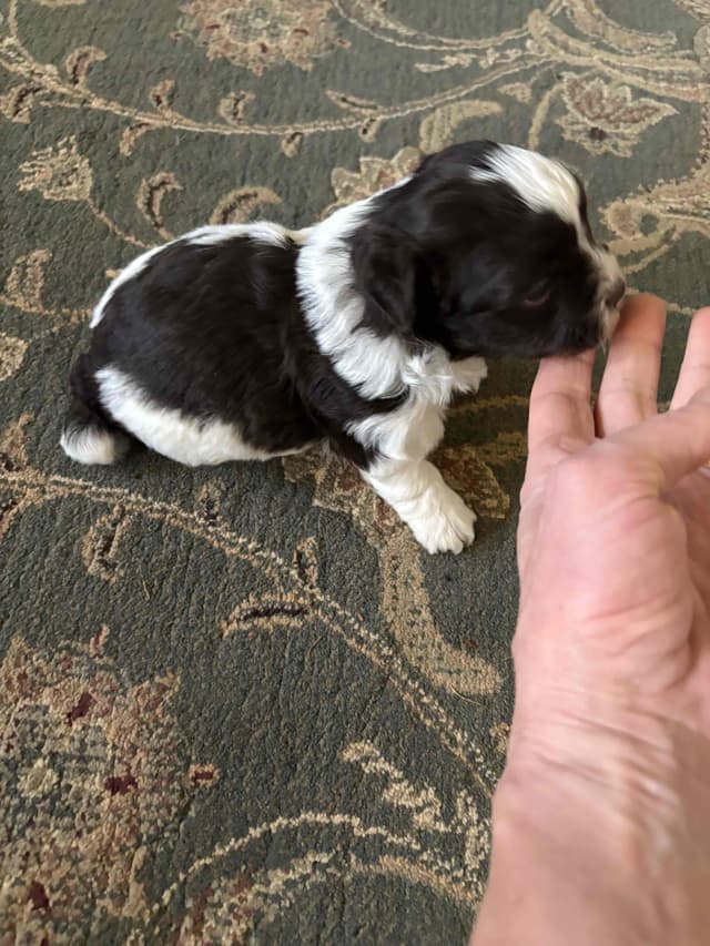 Havanese Puppies media 7