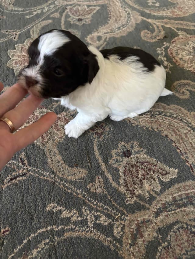 Havanese Puppies media 12