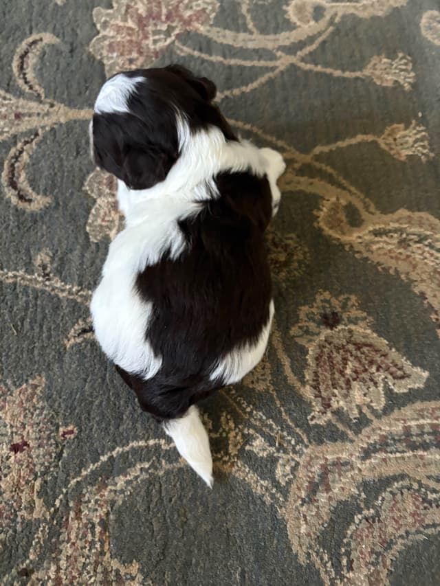 Havanese Puppies media 9