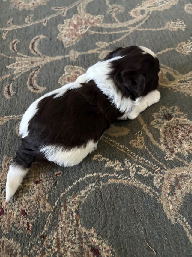 Havanese Puppies media 8