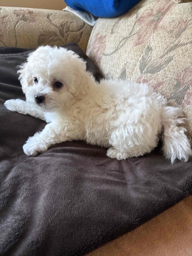 Bichon Frise Puppies media 3