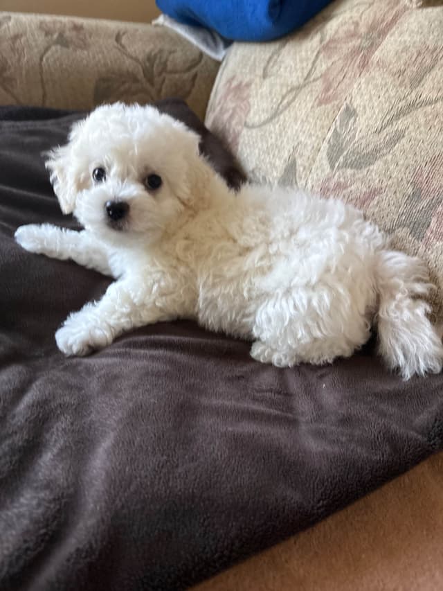 Bichon Frise Puppies media 2