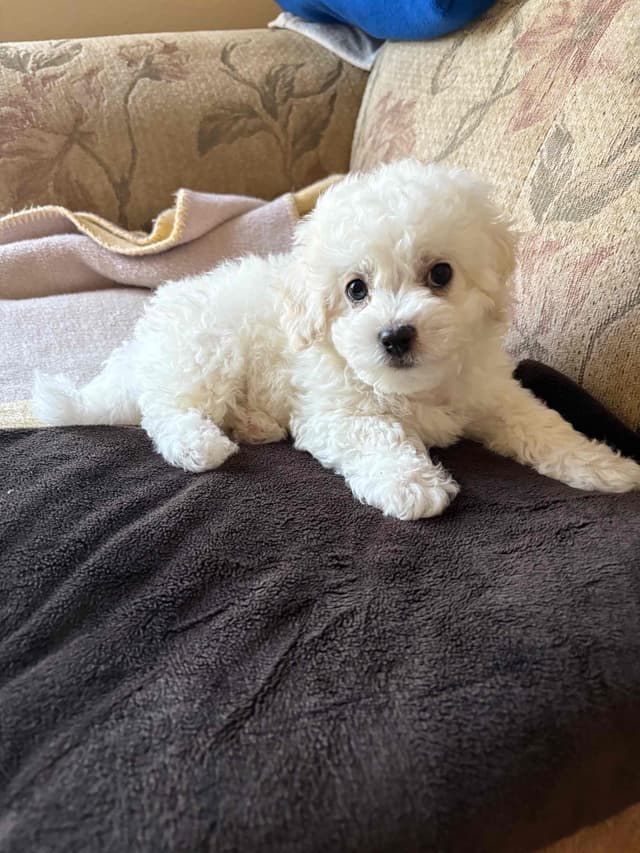 Bichon Frise Puppies media 4