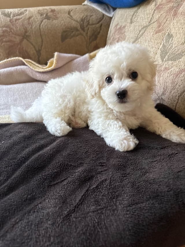 Bichon Frise Puppies media 6