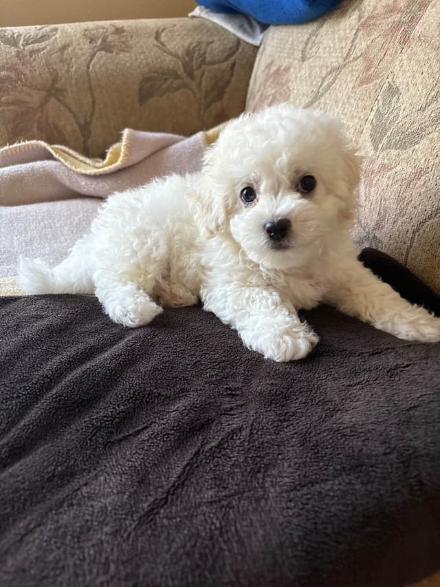 Bichon Frise Puppies media 5